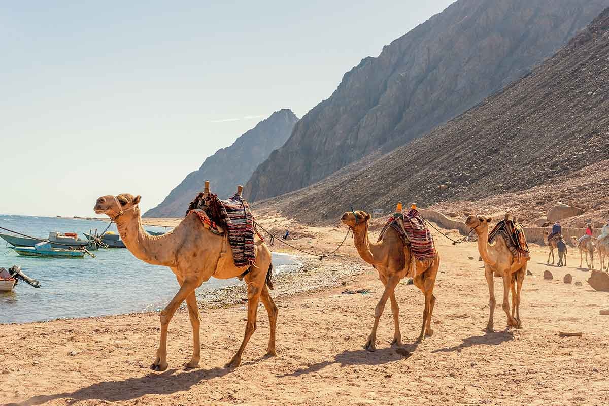 How to Enjoy Egypt Desert Safari Tours: A Guide for Travelers