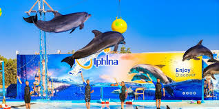 Dolphin Show Hurghada
